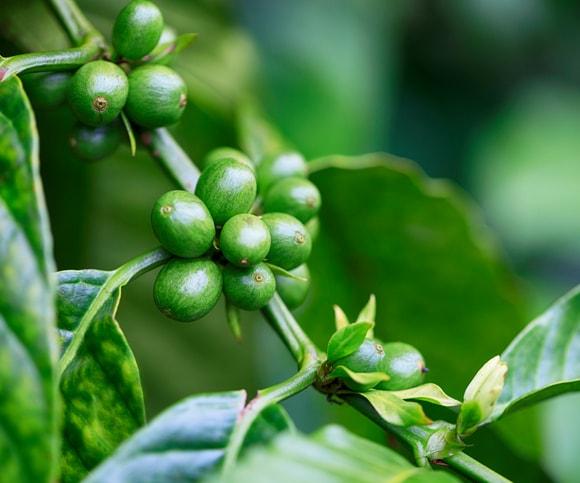Coffee Beans